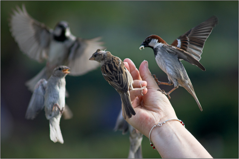 Oiseaux gourmands