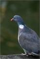 Gros pigeon