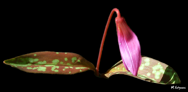 Fleur1