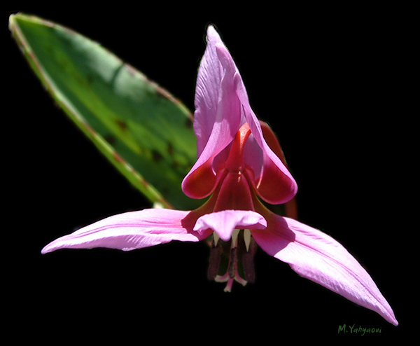Fleur2