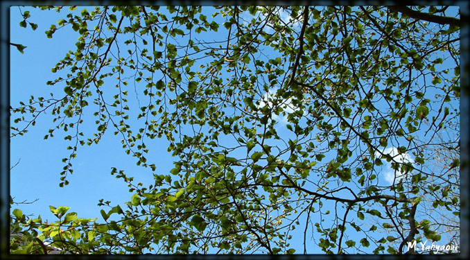 Premires feuilles