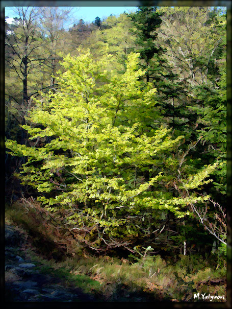 Arbre de Lumire