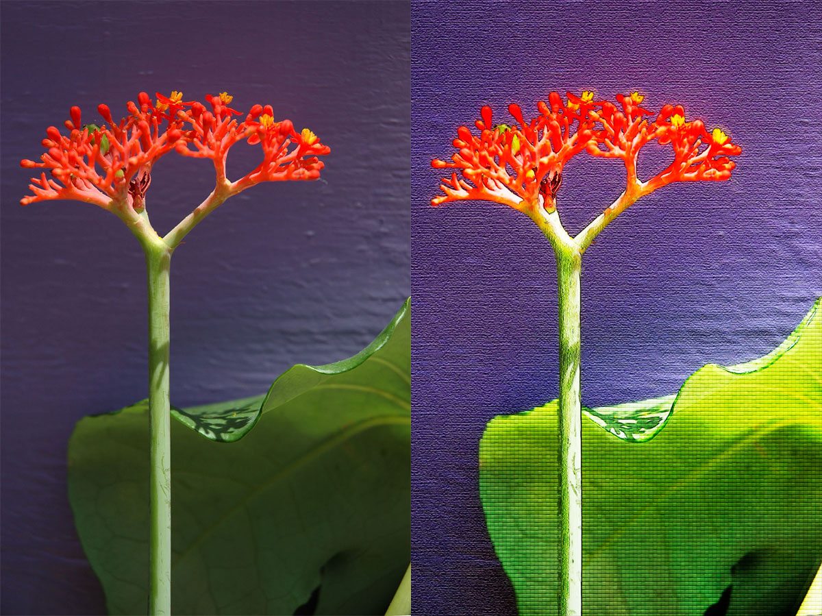 Retouche Florale